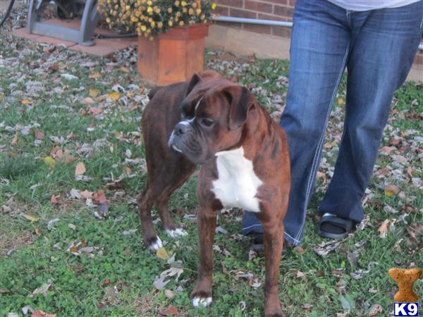 Stud Dogs - Boxer